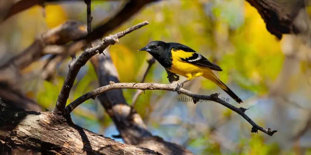  Scott’s Oriole