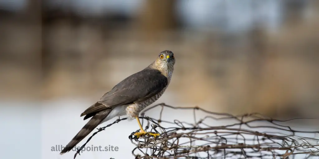 Sharp-Shinned Hawk