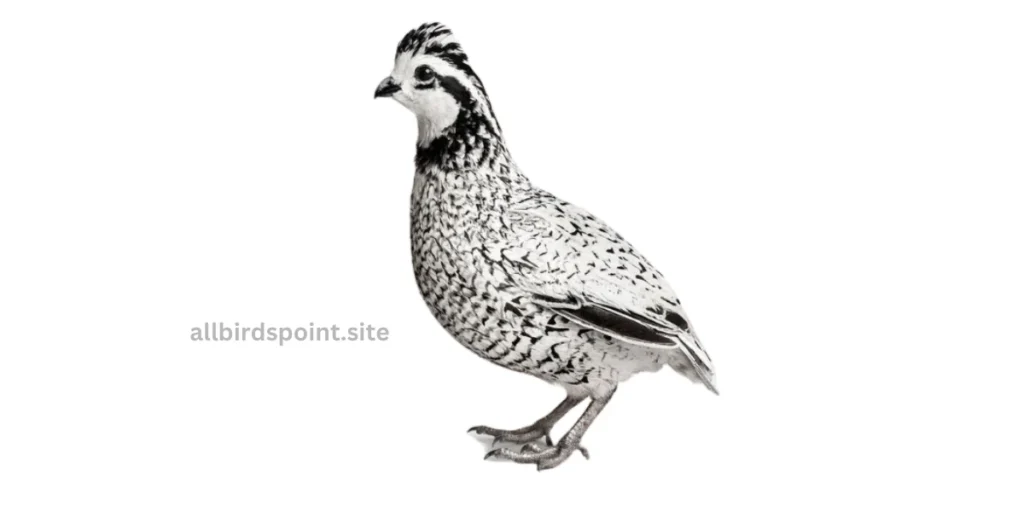 Snowflake Bobwhite