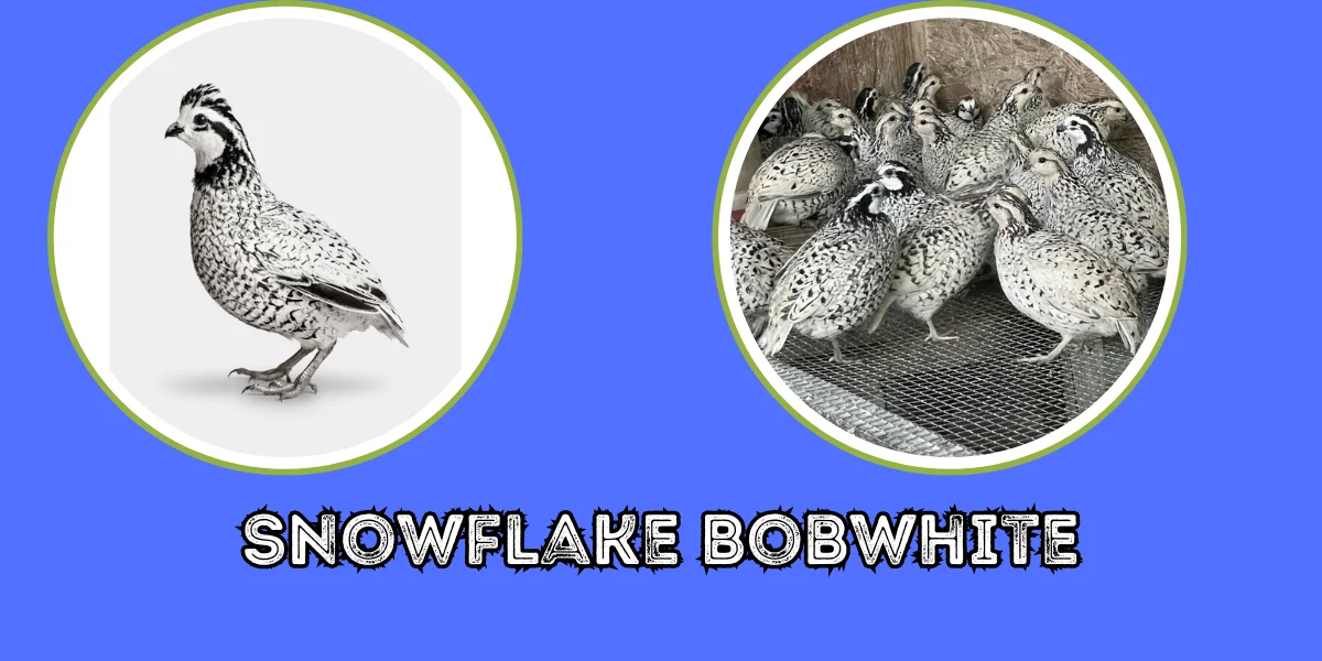 Snowflake Bobwhite