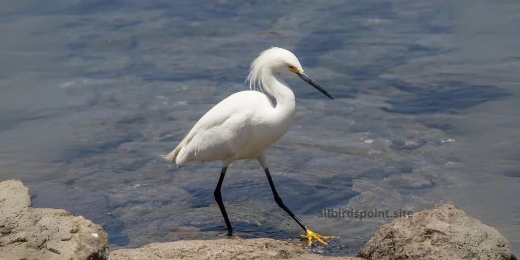 Snowy Egret, Egret Bird