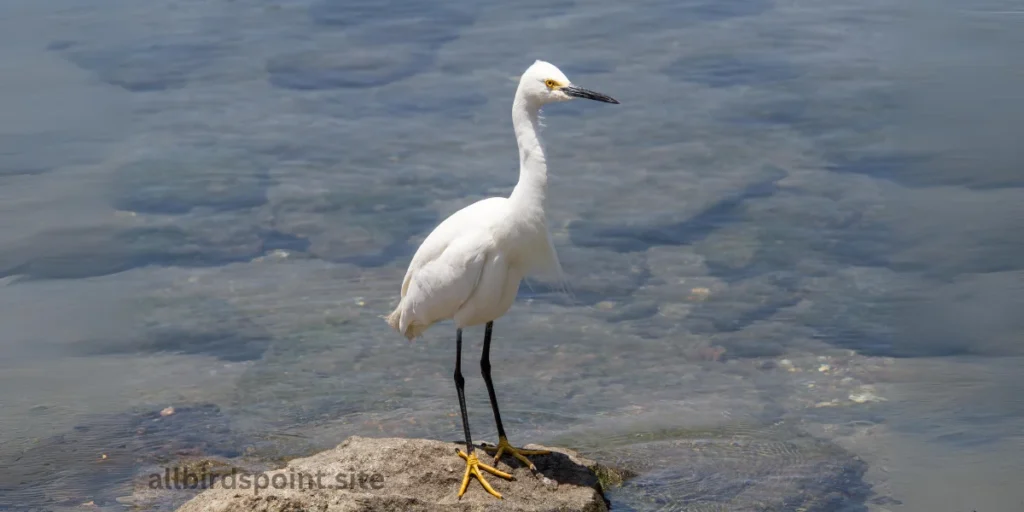 Snowy Egret