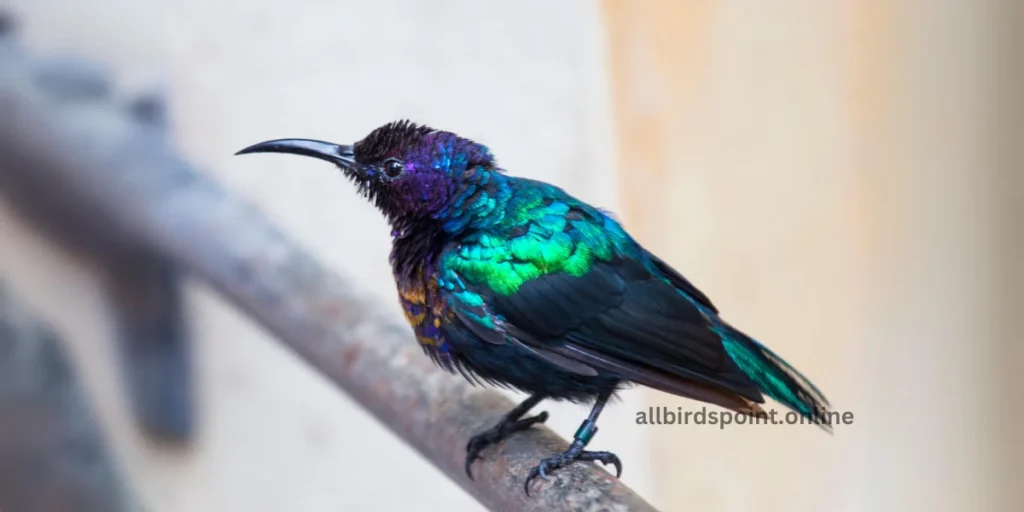 Splendid Sunbird