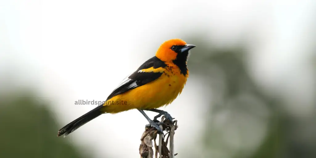 Spot-breasted Oriole