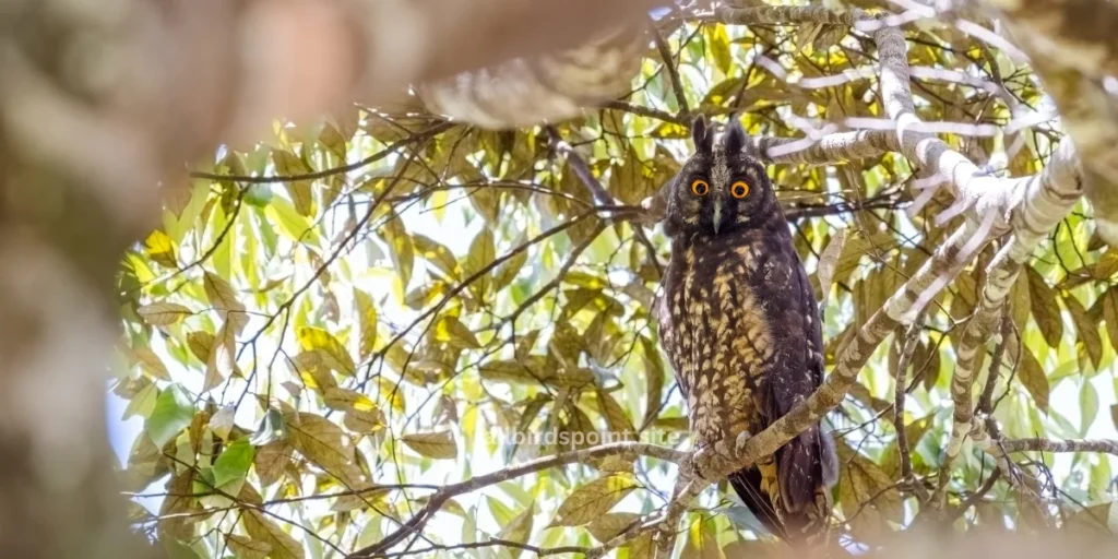 Stygian Owl