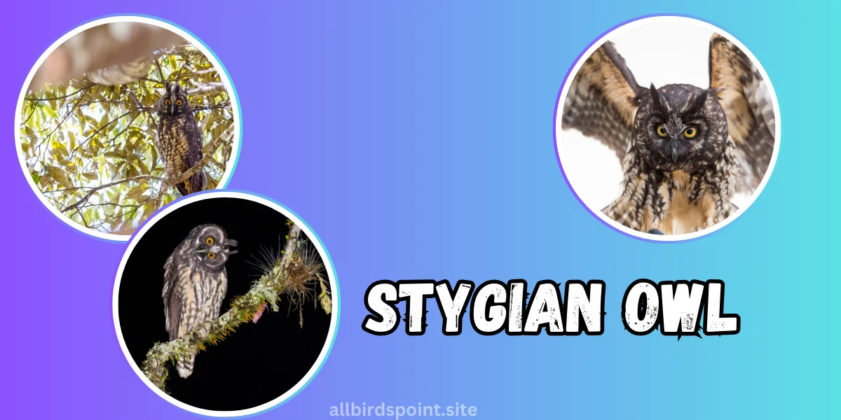 Stygian Owl