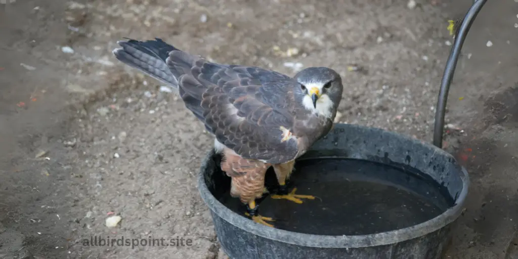 Swainson’s Hawk