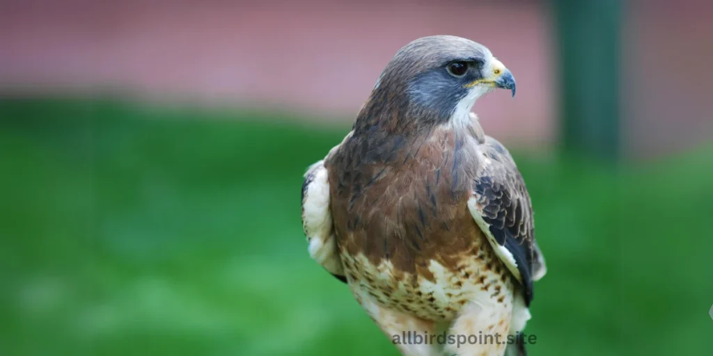 Swainson’s Hawk (Buteo swainsoni)