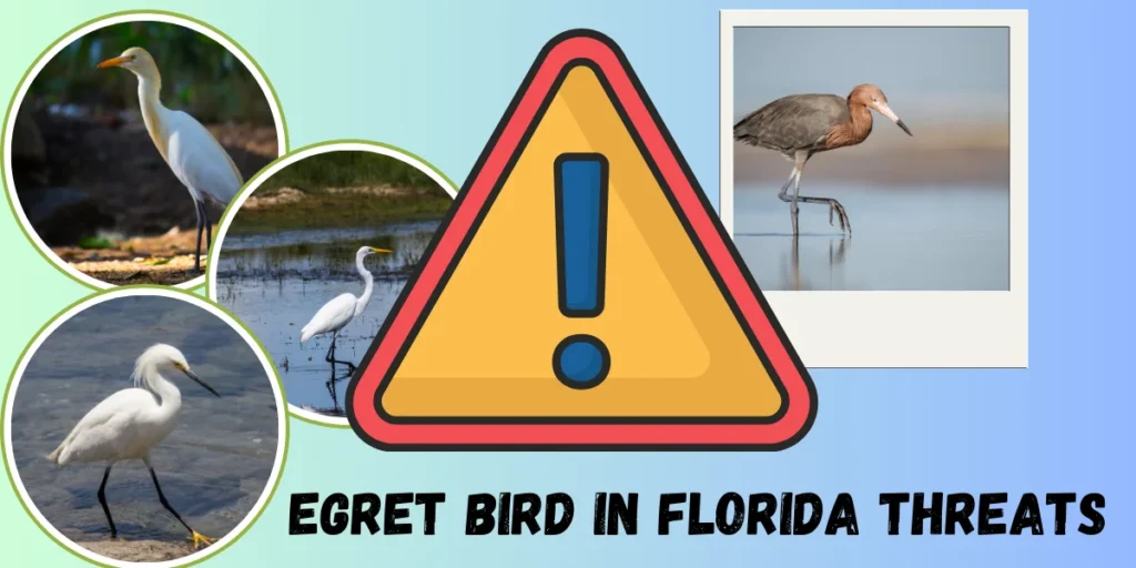 Threats to Egret Populations