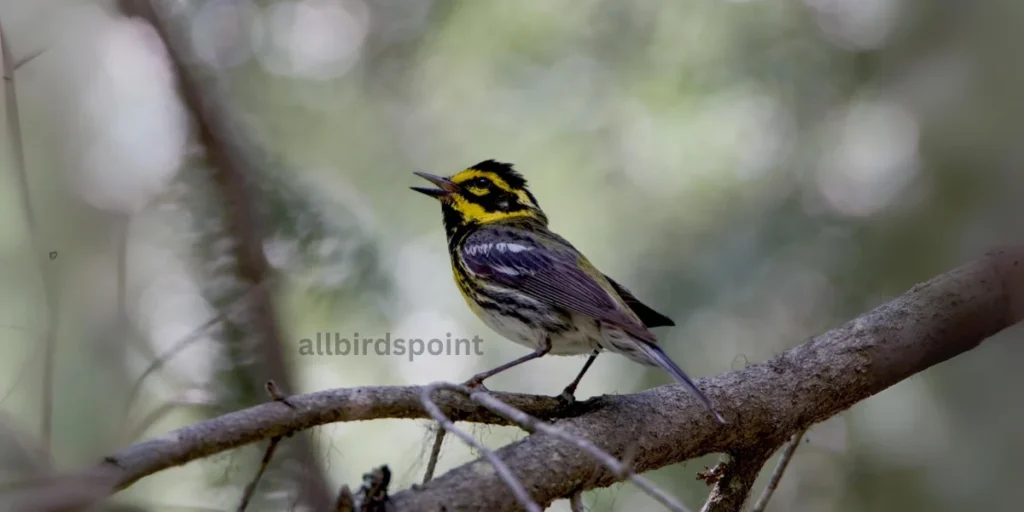 Townsend's Warbler