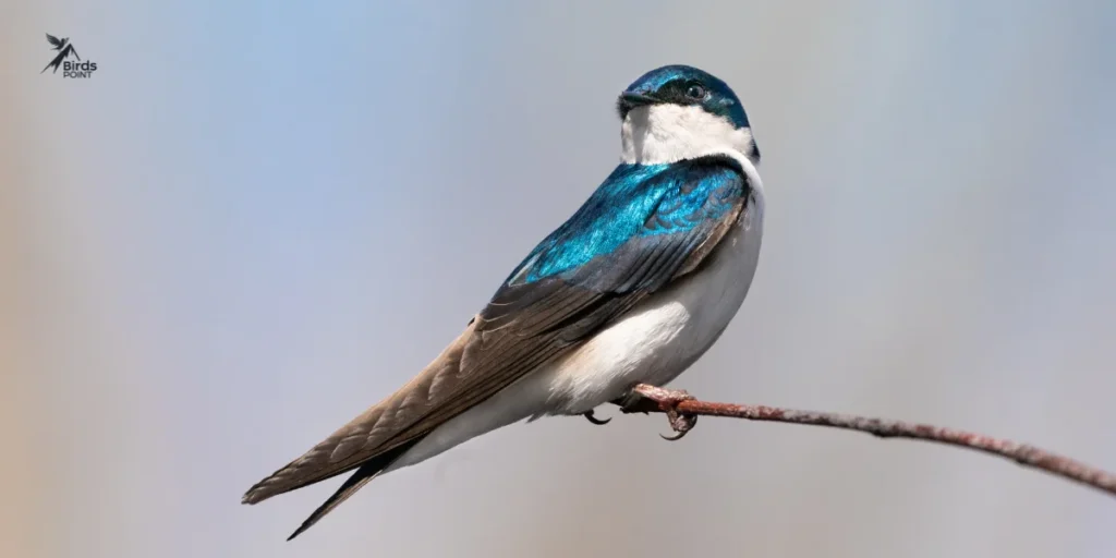 Tree Swallow