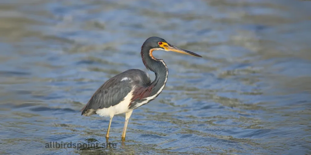 Tri-colored Heron