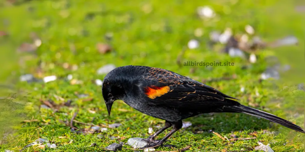 Tricolored Blackbird