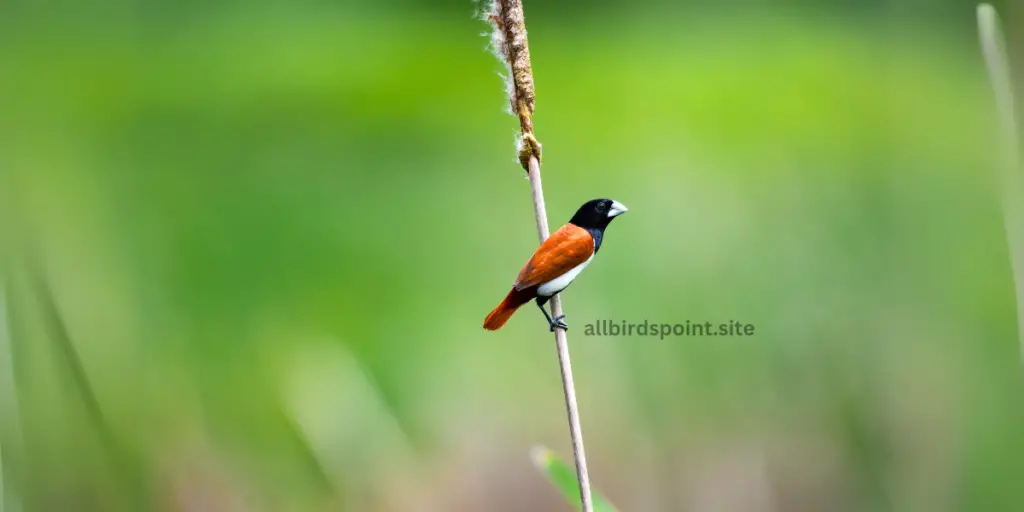 Tricolored Munia