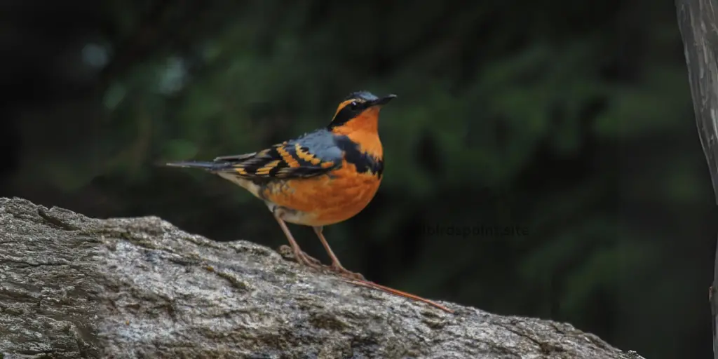 Varied Thrush