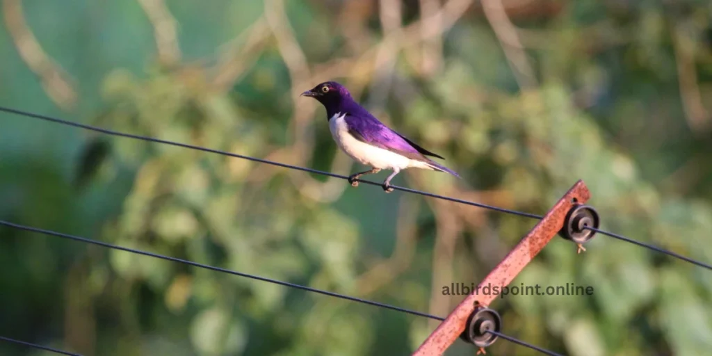 Violet-backed Starling