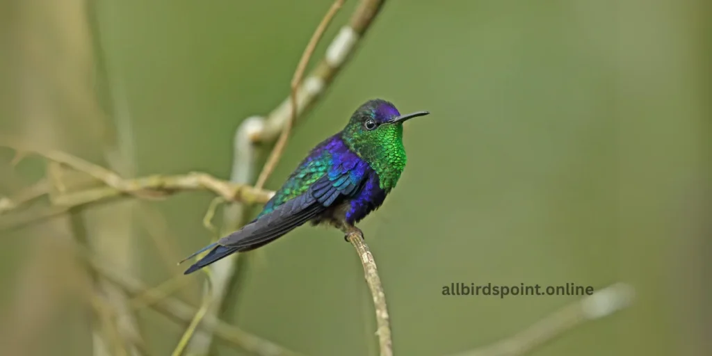 Violet-crowned Woodnymph