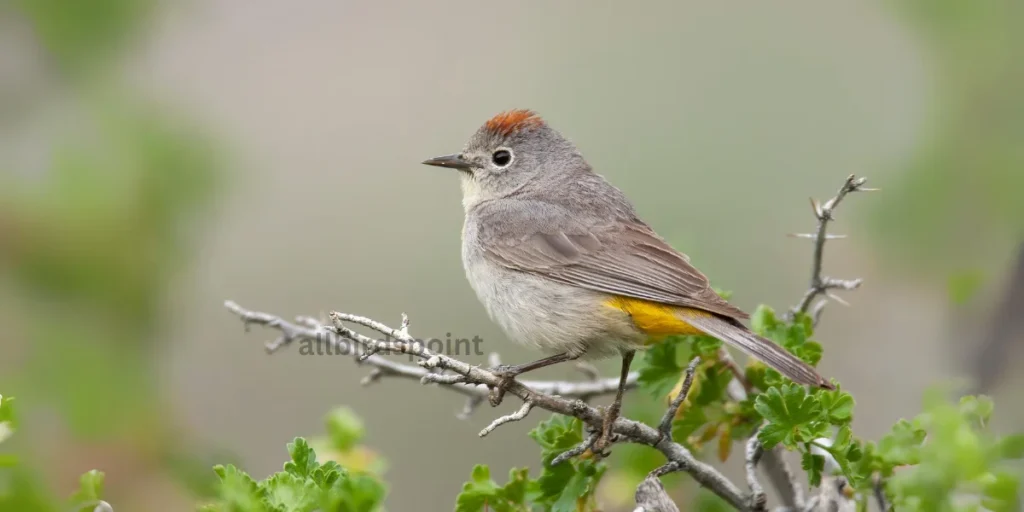 Virginia’s Warbler