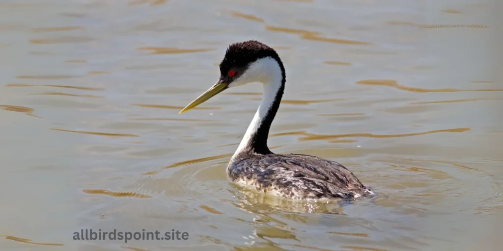 Western Grebe