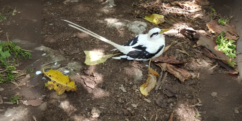 White-Tailed Tropicbird