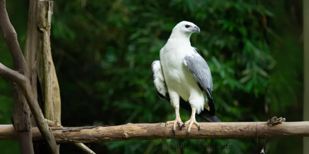 White-bellied Sea Eagle