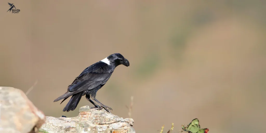 White-necked Raven sitting on rock