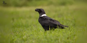 White-necked Raven sitting on grass