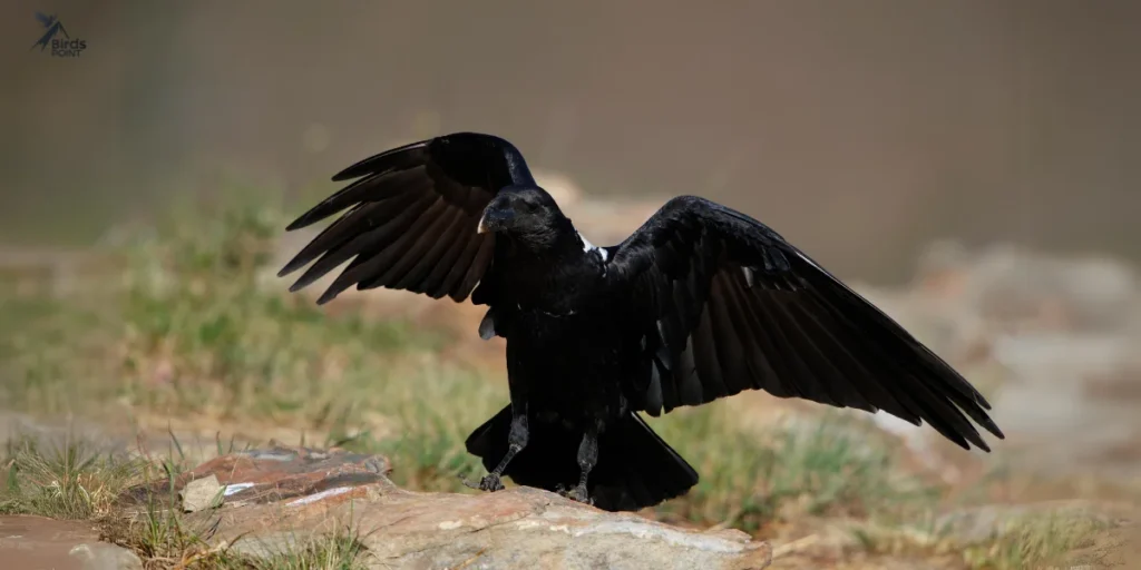 White-necked Raven flying