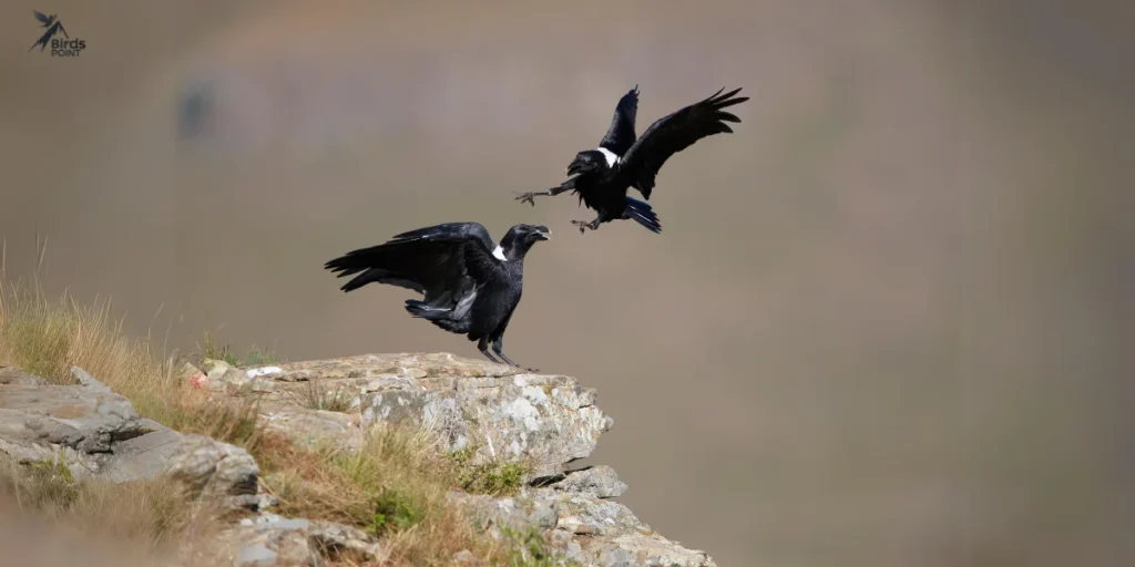 two White-necked Ravens fighting