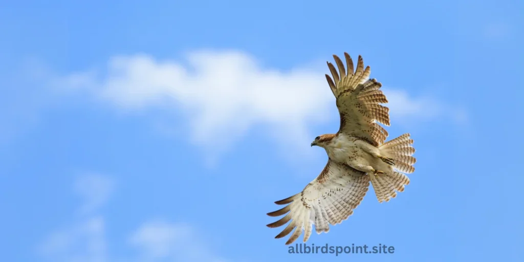 White-tailed Hawk