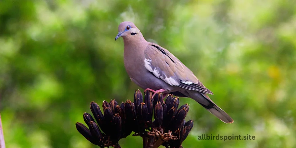 White-winged Dove 