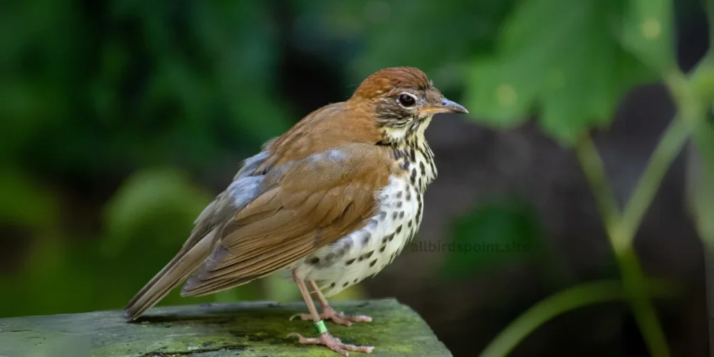 Wood Thrush