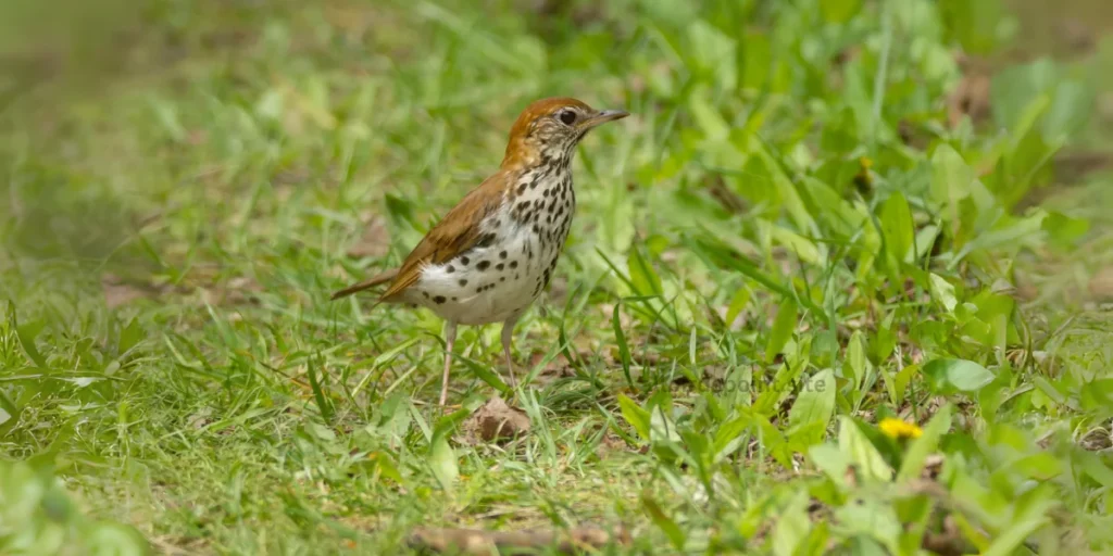 Wood Thrush