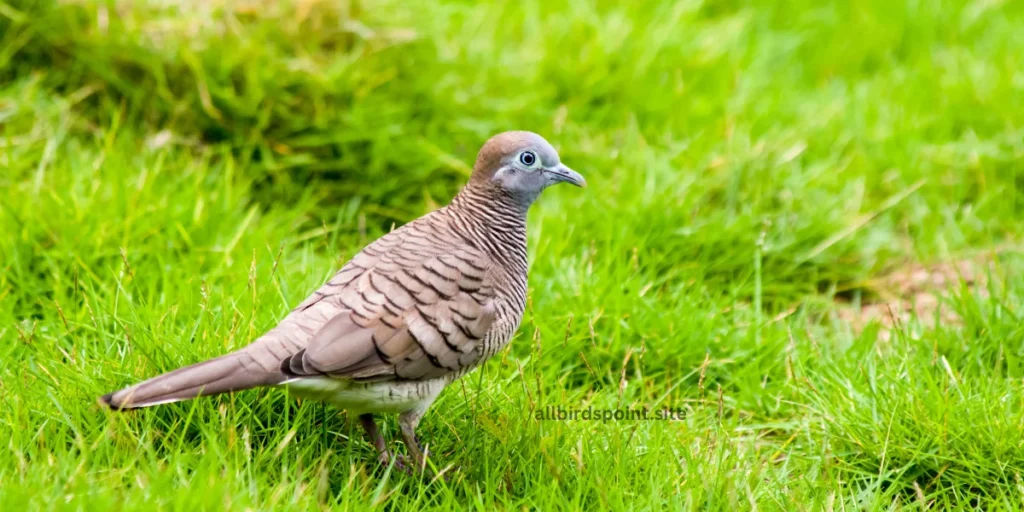 Zebra Dove