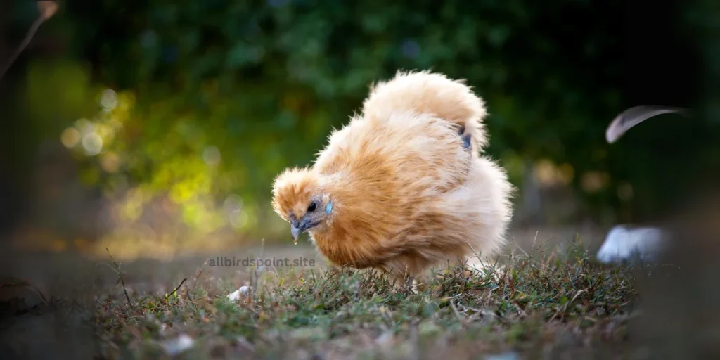 A small brown silkie chicken walks gracefully on a patch of green grass, showcasing its vibrant feathers and lively demeanor.
