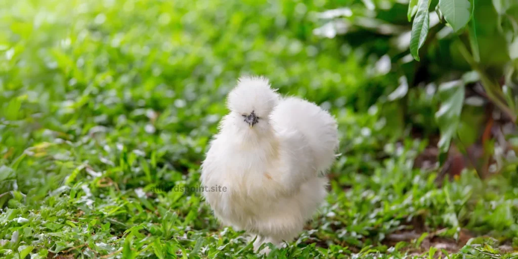 A white chicken strolls gracefully through a lush green grass field, showcasing its vibrant feathers and natural habitat.