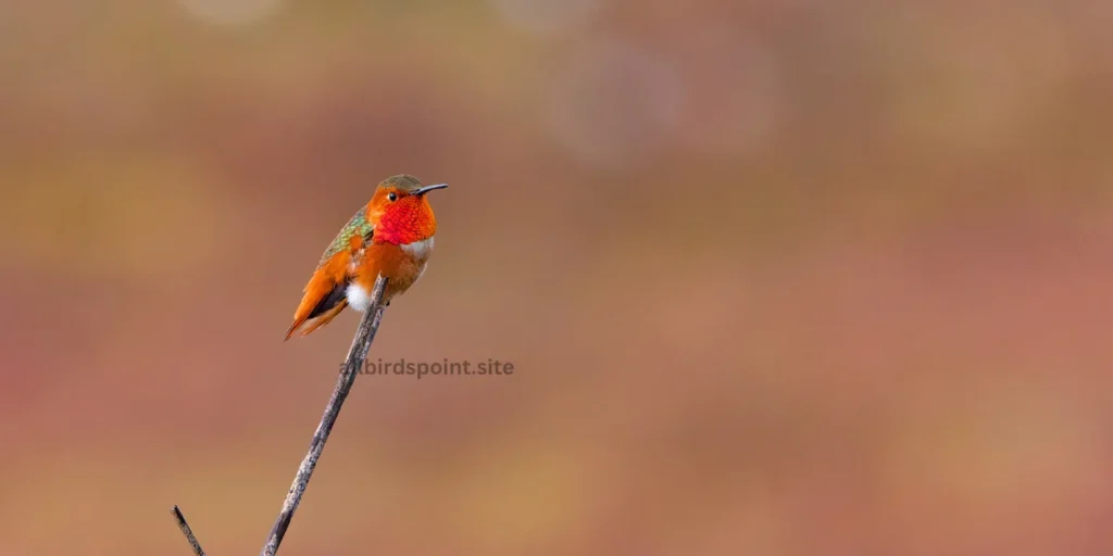 Allen's Hummingbird The Coastal Flyer