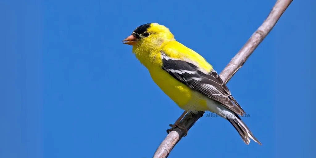 American Goldfinch