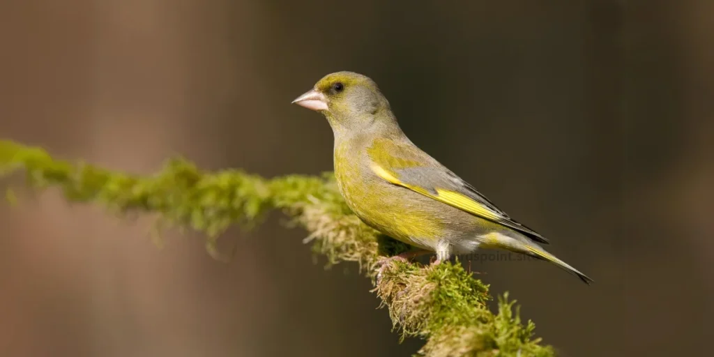 American Greenfinch