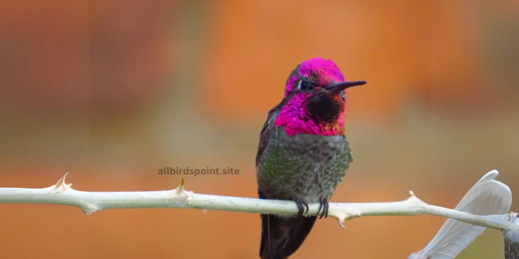 Anna's Hummingbird The Year-Round Resident