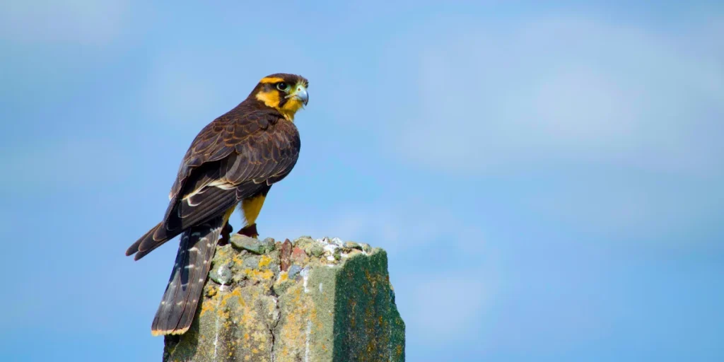 Aplomado Falcon