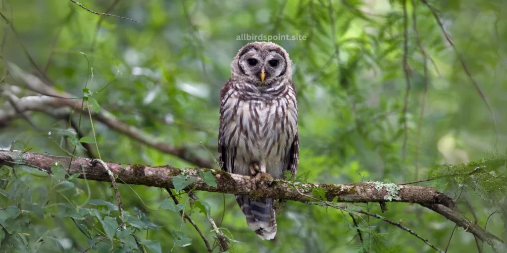 Barred Owl (Strix varia)