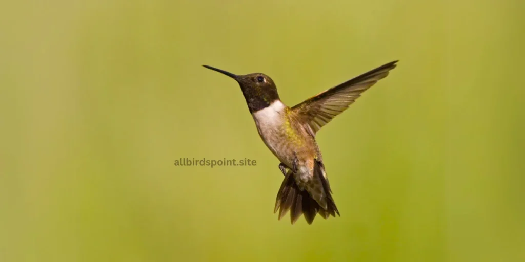 Black-Chinned Hummingbird The Quiet Gem