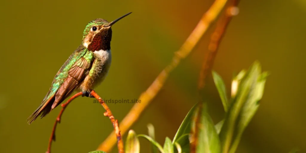 Broad-Tailed Hummingbird The Mountain Marvel