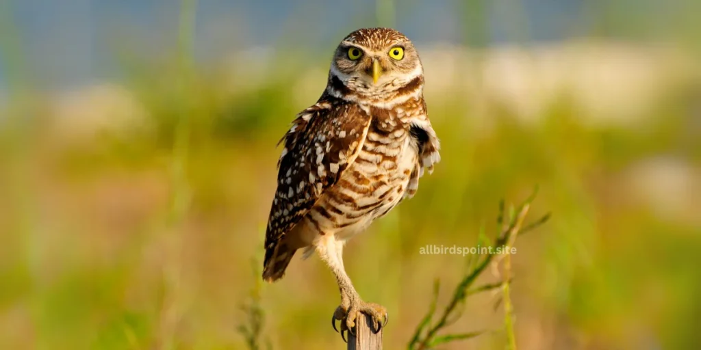 Burrowing Owl (Athene cunicularia)