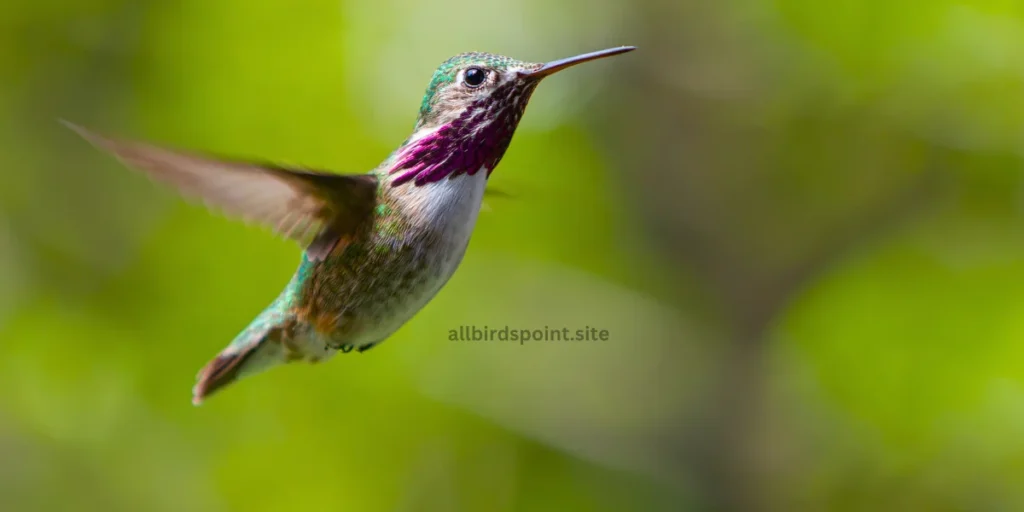 Calliope Hummingbird The Smallest North American Hummingbird