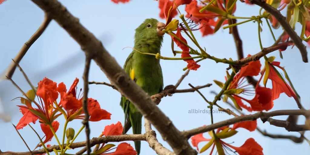 Canary-winged Parakeet