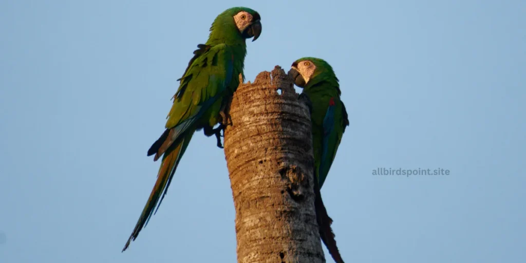 Chestnut-fronted Macaw