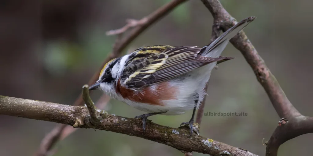 Chestnut-sided Warbler