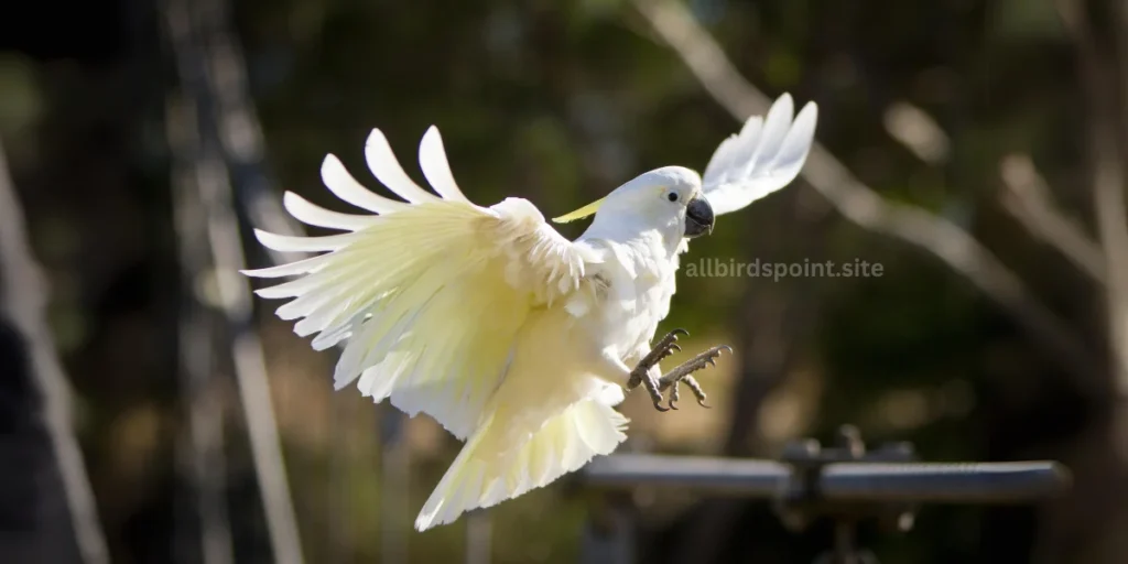 Cockatoo